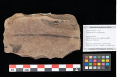 Foto (Objekt + Etikett) von Cyperites strictus Ettingshausen (NHMW-GEO-2024-0188-0396)